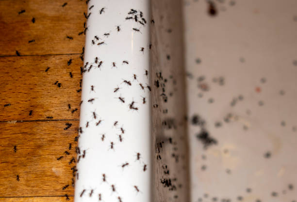 Pest Control Cost in Harrisburg, AR